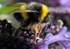 Bombus terrestris (Abejorro)