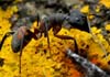 Camponotus (Myrmosericus) cruentatus