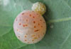 Cynips quercusfolii