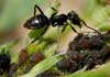 Lasius (Lasius) niger (Hormiga negra de jardín)