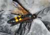 Megascolia (Regiscolia) maculata subsp flavifrons (Avispa parásita de cuatro puntos)