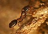 Monomorium algiricum (Hormiga