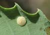 Neuroterus quercusbaccarum