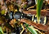 Polistes biglumis bimaculatus (Avispa de
