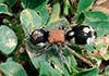 Ronisia barbarula (Hormiga araña, hormiga de terciopelo)