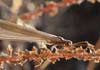 Myrmeleon formicarius (Hormiga león)