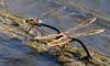 Anax parthenope