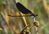 Calopteryx haemorrhoidalis