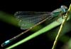 Ischnura graellsii