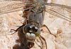 Orthetrum brunneun