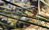 Orthetrum chrysostigma (Libélula azul)