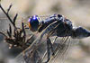 Orthetrum trinacria
