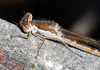 Sympecma fusca