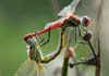 Sympetrum fonscolombii