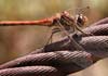 Sympetrum sanguineum (Libelula roja)