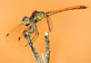 Sympetrum sinaiticum