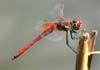Trithemis annulata (Libélula violeta)