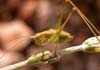 Leptophyes punctatissima (Saltamontes punteado)