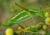 Odontura aspericauda