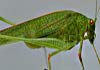 Oedipoda caerulescens (Saltamontes de alas azules)