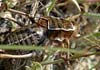 Pycnogaster inermis