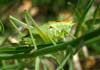 Tettigonia viridissima (Saltamontes verde común, langosta verde)