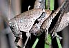 Thyreonotus corsicus (Chicharra)