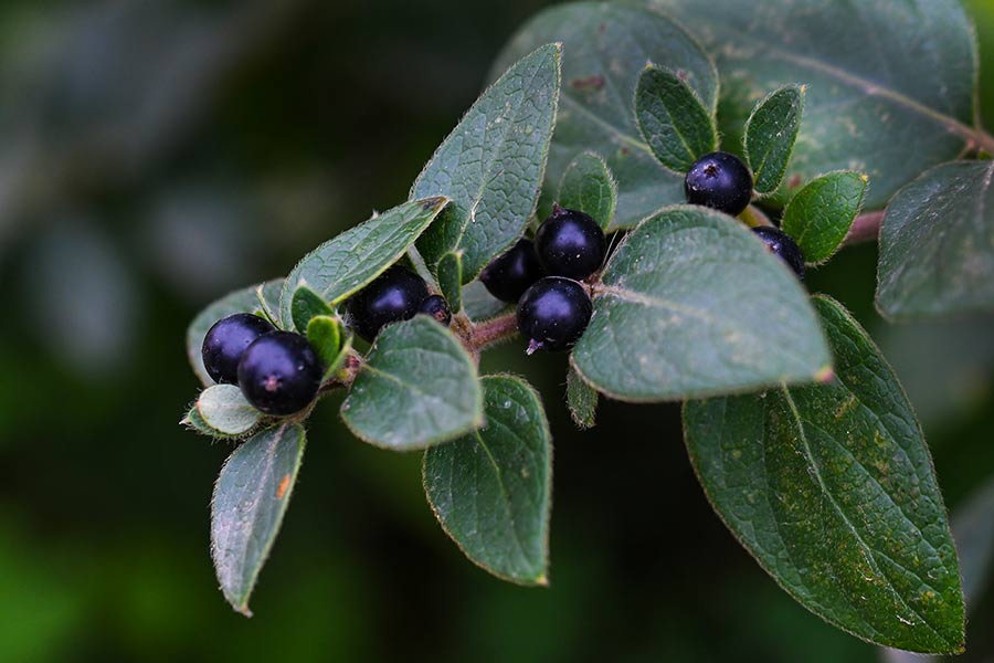 Lonicera japonica