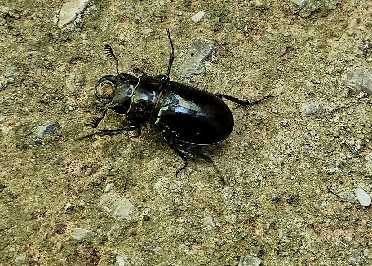 Lucanus barbarossa