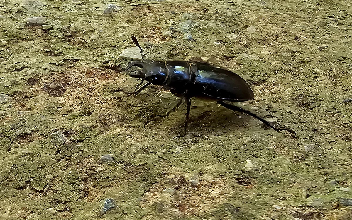 lucanus-barbarossa