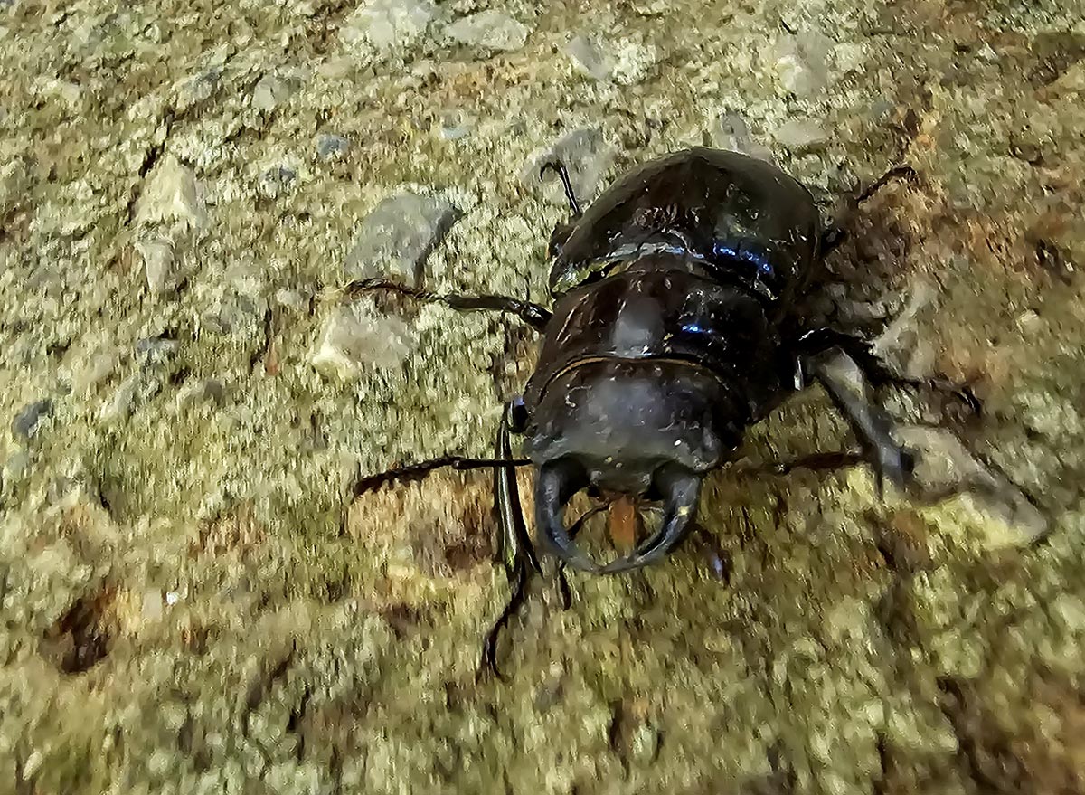 lucanus-barbarossa