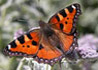 Aglais urticae * Ortiguera