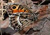 Guía de Lepidópteros