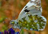 Euchloe crameri * Blanca meridional
