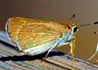 Gegenes  nostrodamus (Veloz de las rieras)