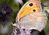 Hyponephele lycaon macrophthalma * Lobito