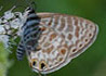 Leptotes pirithous * Grís estriada