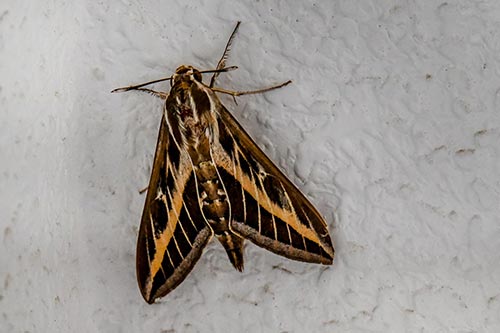 Hyles livornica