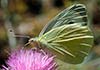 Pieris brassicae * Blanca de la col