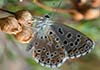 Polyommatus (Lysandra) bellargus