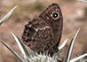 Satyrus actaea * Negra