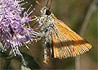 Thymelicus  actaeon * Dorada oscura