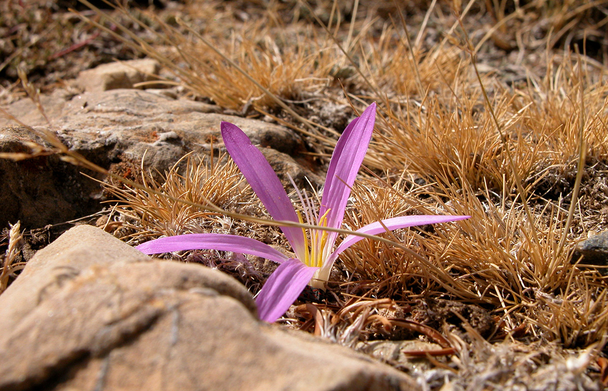 Merendera montana, flor de otoño