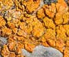 Caloplaca saxicola