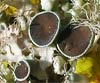 Physcia leptalea