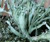 Ramalina fraxinea