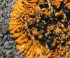 Xanthoria calcicola
