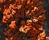 Xanthoria elegans (Liquen del espacio)