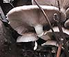 Agrocybe aegerita (Seta de chopo)
