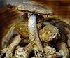 Amanita phalloides (Oronja verde, oronja mortal)